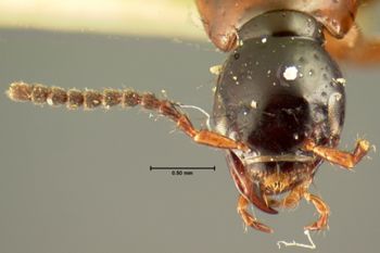 Media type: image;   Entomology 7284 Aspect: head dorsal view